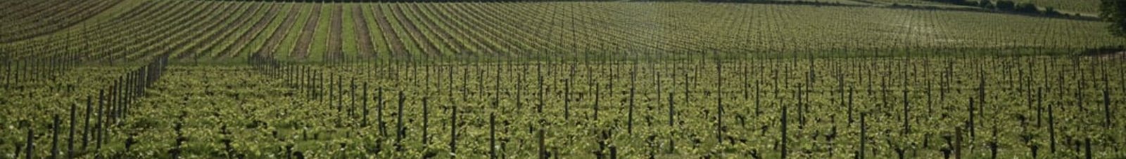 Vue vignoble Bordeaux Mérignac, collines pittoresques.