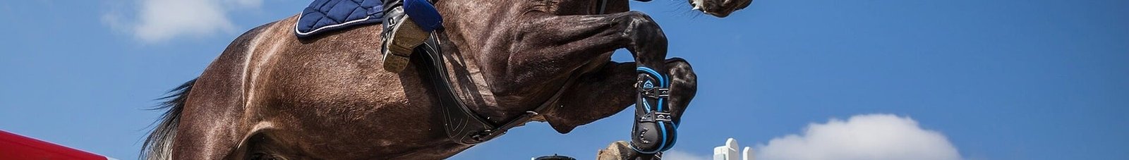 Le transport de chevaux en avion cargo